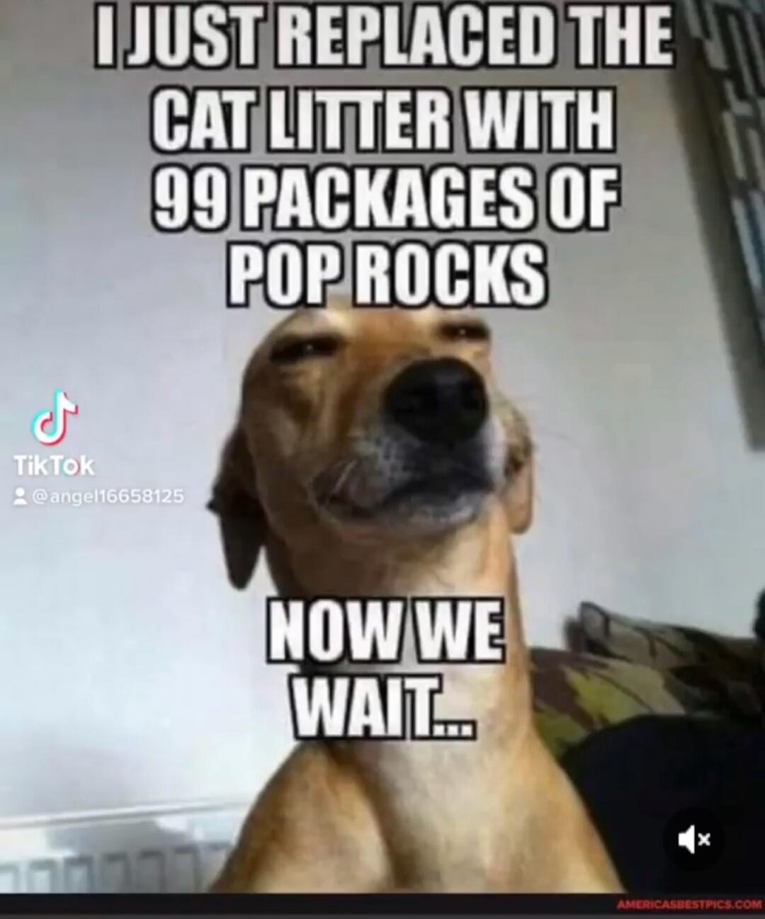 I JUST REPLACED THE CAT LITTER WITH 99 PACKAGES OF POP ROCKS NOW WE WAIT...