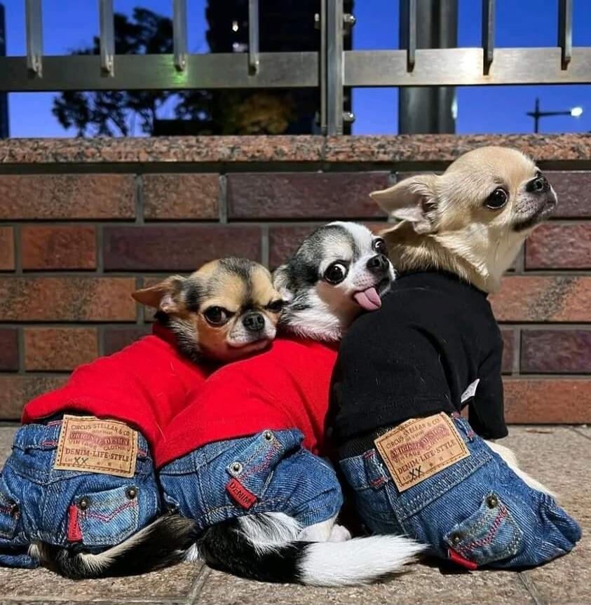 CIRCUS STELLAR & CO ORIGINAL DESIGN VINTAGE DENIM LIFE STYLE