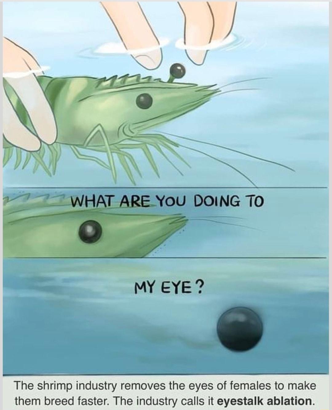 The shrimp industry removes the eyes of females to make them breed faster The industry calls it eyestalk ablation