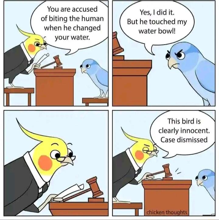 You are accused of biting the human N whenhe changed Yes I didit But he touched my water boy This bird s clearly innocent Case dismissed