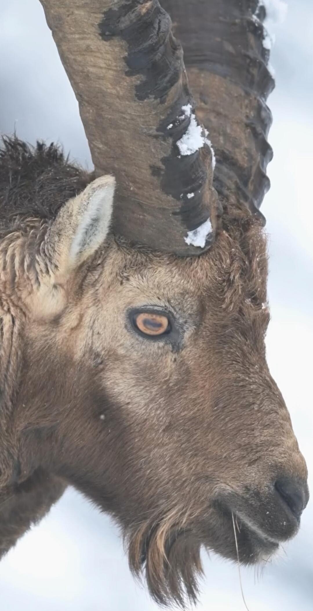 Close-up profile of a ram with large curved horns, brown fur, orange eye, and snow on the horns.
