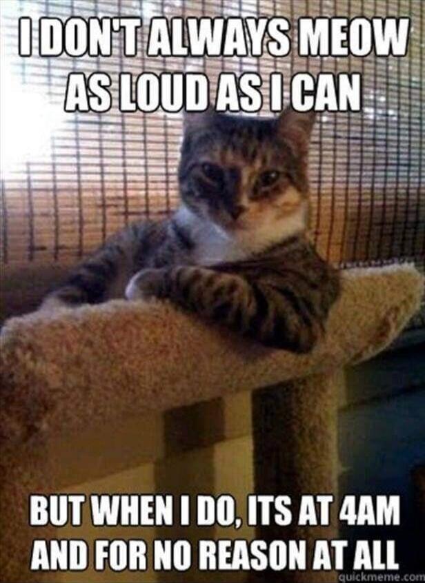 I don't always meow as loud as I can, but when I do, it's at 4 AM and for no reason at all.