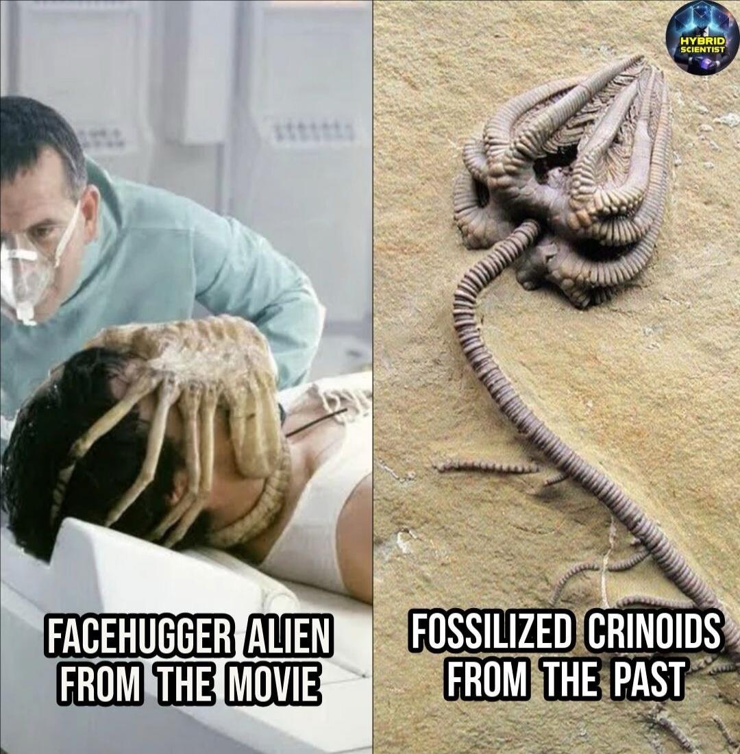 FACEHUGGER ALIEN FROM THE MOVIE FOSSILIZED CRINOIDS FROM THE PAST