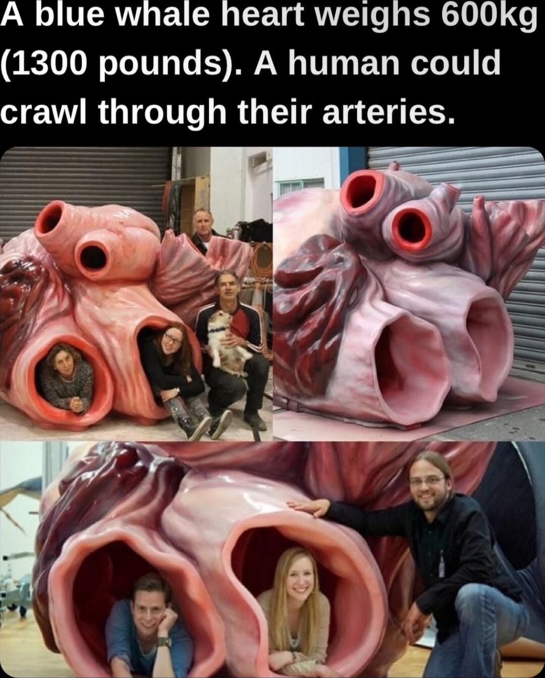 A blue whale heart weighs 600kg 1300 pounds A human could crawl through their arteries