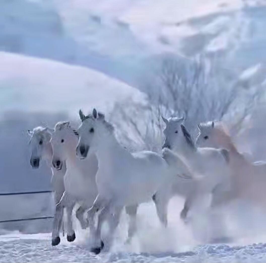 A herd of white horses running through a snowy landscape.