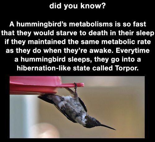 LI RLTTR G A hummingbirds metabolisms is so fast ROE TR GTAANTATIT K ETER OR RO R R G T R UG ANETNELELRGERE T CR G E L 1 as they do when theyre awake Everytime a hummingbird sleeps they go into a hibernation like state called Torpor