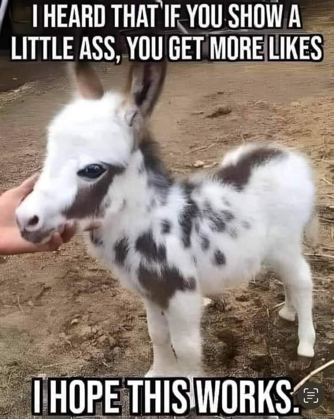 HEARD THAT IFYOU SHOW A LITTLE ASS YOU GET TTEMTTES THOPETHISWORKS S