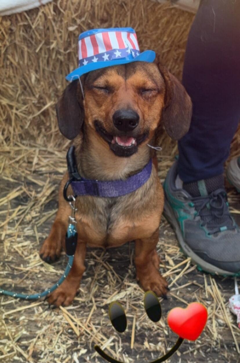 A happy dog wearing a patriotic hat, smiling with closed eyes, sitting on hay. There are emojis of a smiley face with a heart.