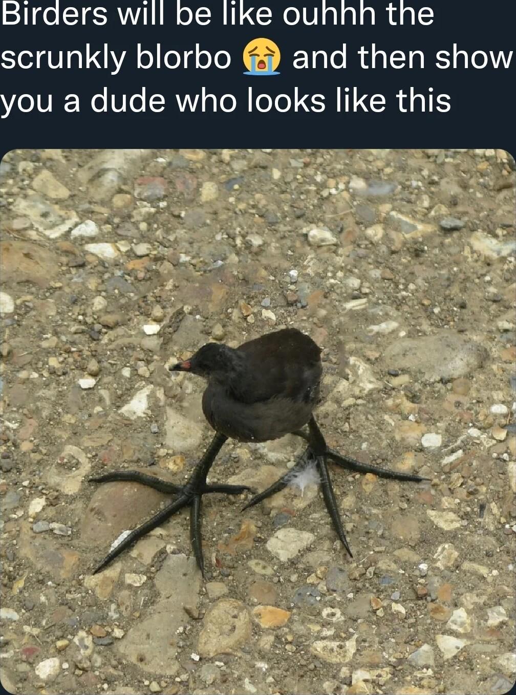 scrunkly blorbo and then show TN Ve AW sTo N oTe SR TR AR