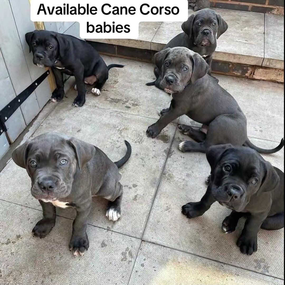 Available Cane Corso babies