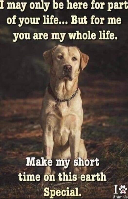 I may only be here for part of your life... But for me you are my whole life. Make my short time on this earth Special. I love Animals