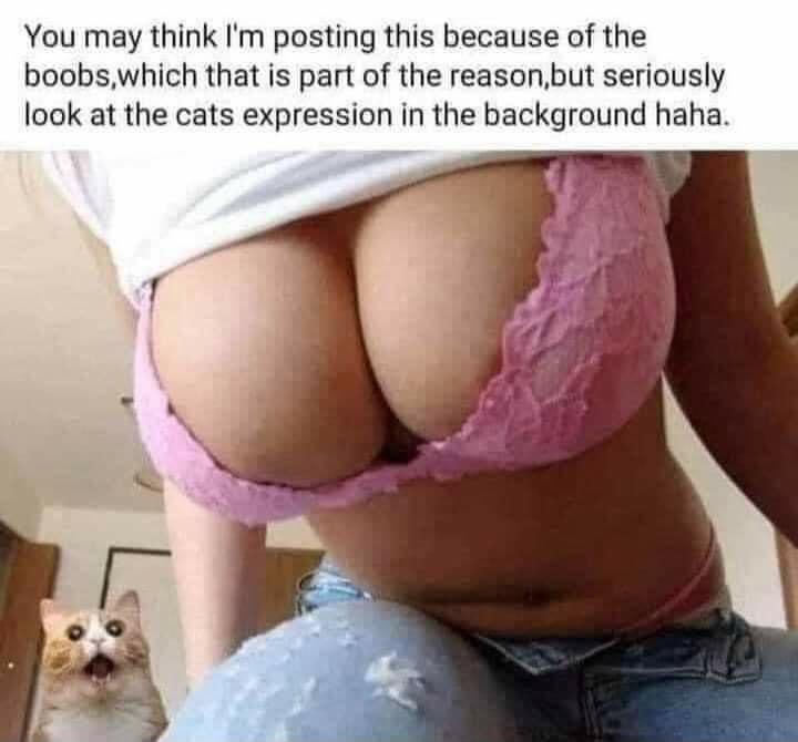 You may think Im posting this because of the boobswhich that is part of the reasonbut seriously look at the cats expression in the background haha