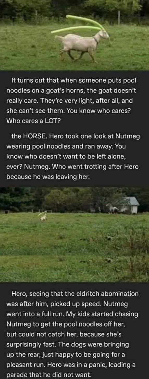 It turns out that when someone puts pool noodles on a goats horns the goat doesnt VA TE 0 A TR CRVEET VA T 1 T KT e she cant see them You know who cares Who cares a LOT the HORSE Hero took one look at Nutmeg wearing pool noodles and ran away You know who doesnt want to be left alone ever Nutmeg Who went trotting after Hero ELE VLN RV CEW T N T i e EGREEERGEIR QIR GG I ENT was after him picked up s