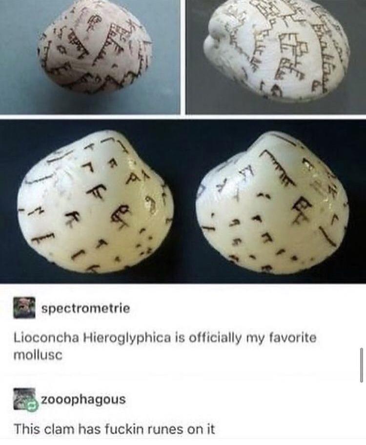 spectrometrie Lioconcha Hieroglyphica is officially my favorite mollusc zooophagous This clam has fuckin runes on it