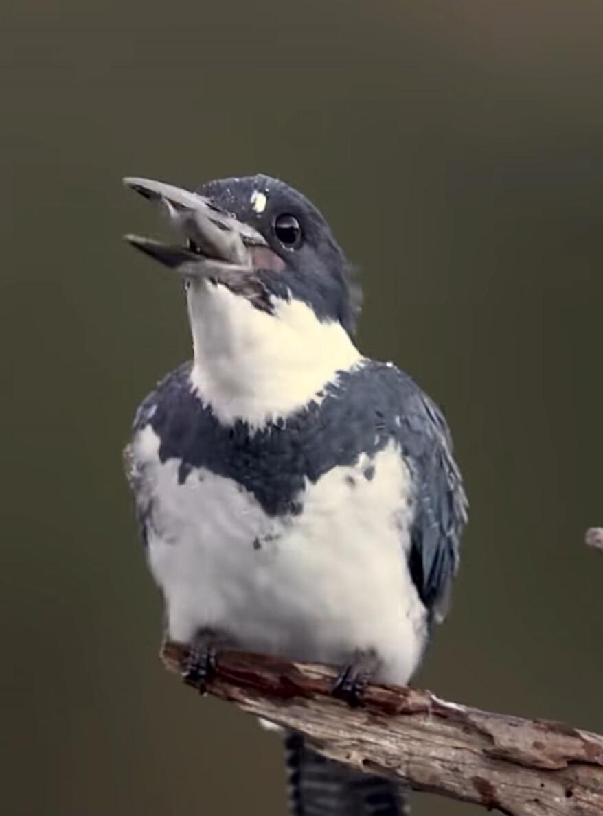 A small kingfisher perched on a branch with a fish in its beak. The bird has blue-gray wings and a white throat.