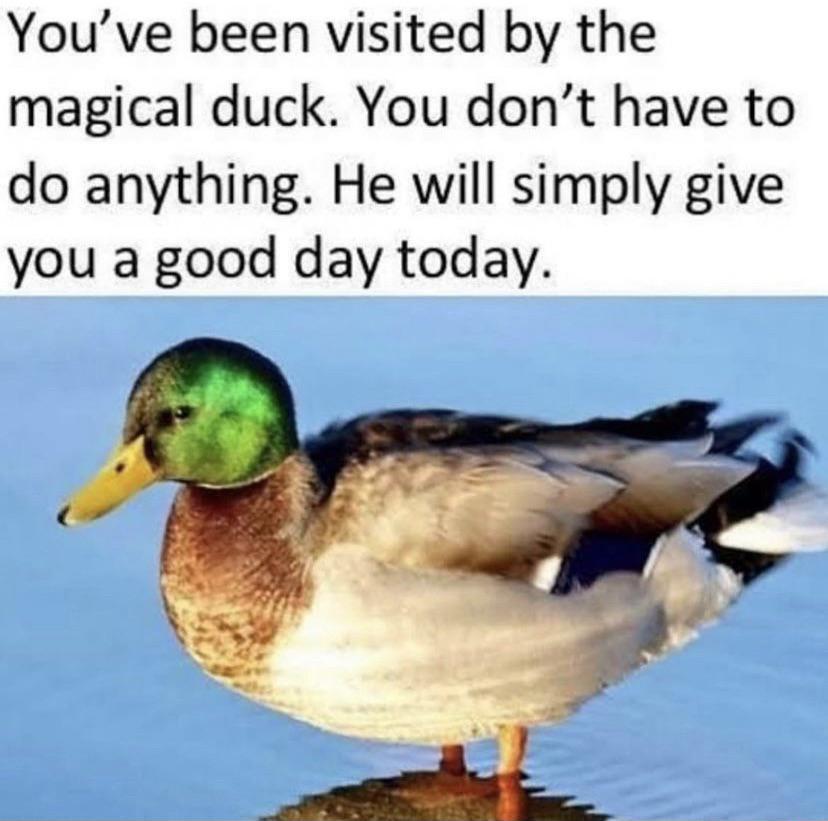 Youve been visited by the magical duck You dont have to do anything He will simply give you a good day today