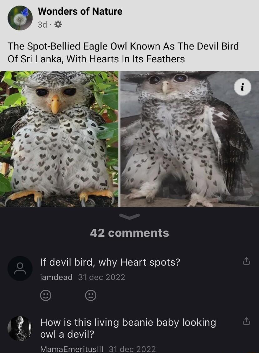 O Wonders of Nature d The Spot Bellied Eagle Owl Known As The Devil Bird Of Sri Lanka With Hearts In Its Feathers 42 comments If devil bird why Heart spots iamdead 31 d How is this living beanie baby looking owl a devil MamaEmoritusill