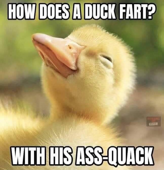 HOW DOES A DUCK FART? WITH HIS ASS-QUACK