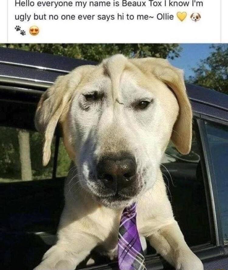 Hello everyone my name is Beaux Tox ugly but no one ever says hi to me Ollie