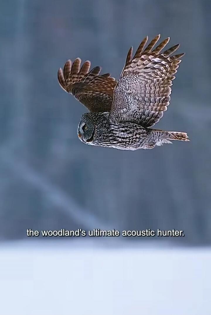 the woodland's ultimate acoustic hunter.