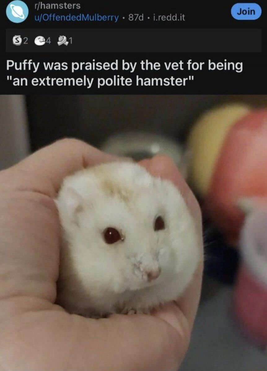 Puffy was praised by the vet for being 