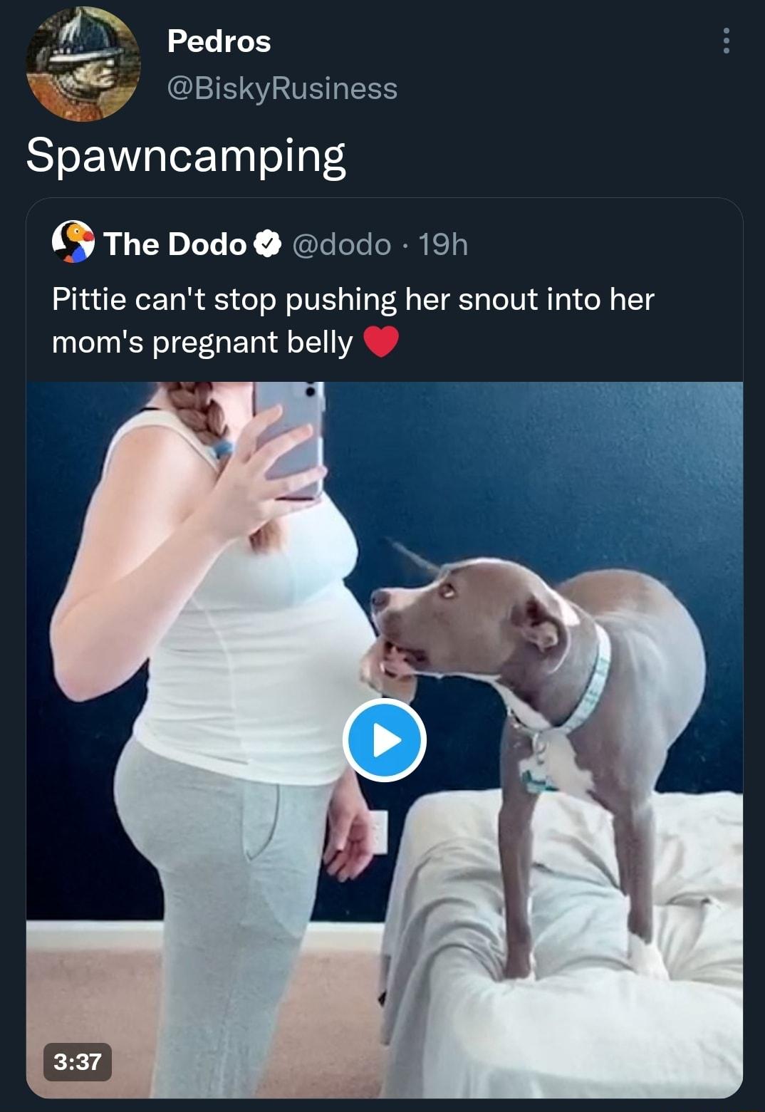 Py L Pedros W siskyRusiness Spawncamping The Dodo dodo 19h Pittie cant stop pushing her snout into her moms pregnant belly