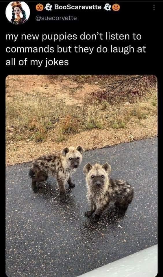 BooScarevette B GETELITE b4 my new puppies dont listen to commands but they do laugh at all of my jokes