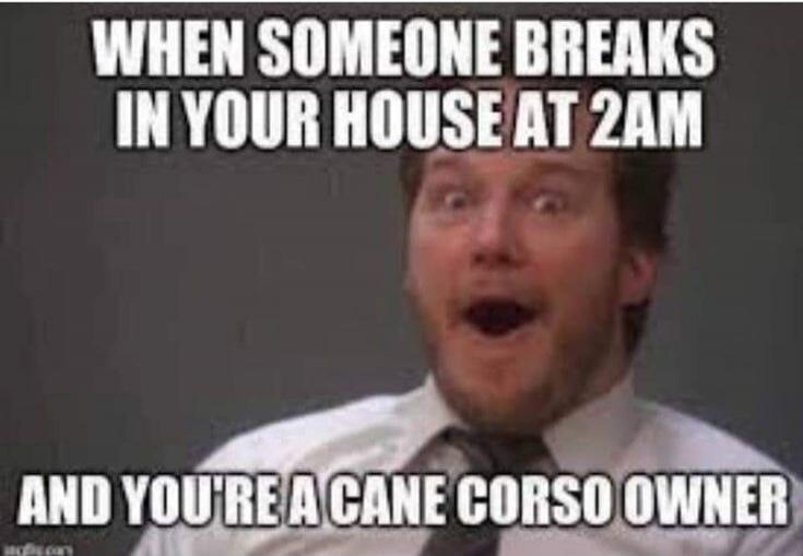 WHEN SOMEONE BREAKS IN YOUR HOUSE AT 2AM AND YOU'RE A CANE CORSO OWNER