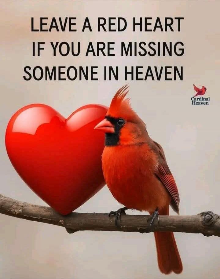 LEAVE A RED HEART IF YOU ARE MISSING SOMEONE IN HEAVEN Cardinal Heaven