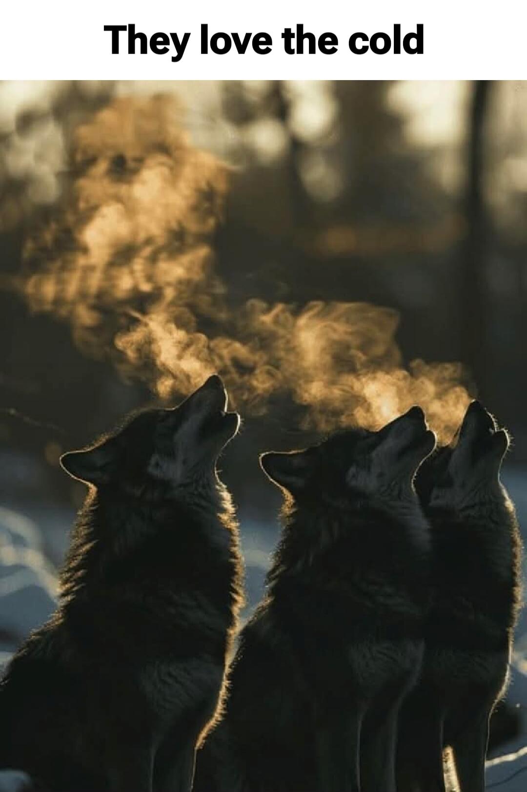They love the cold
