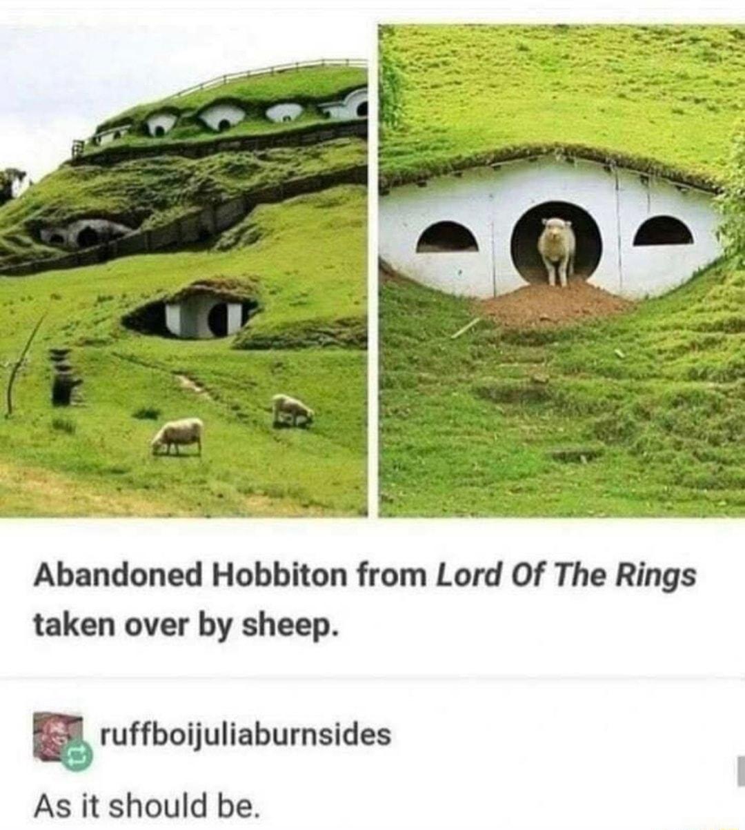 Abandoned Hobbiton from Lord Of The Rings taken over by sheep 5 ruffboijuliaburnsides As it should be