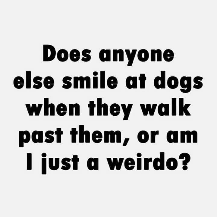 Does anyone else smile at dogs when they walk past them or am just a weirdo