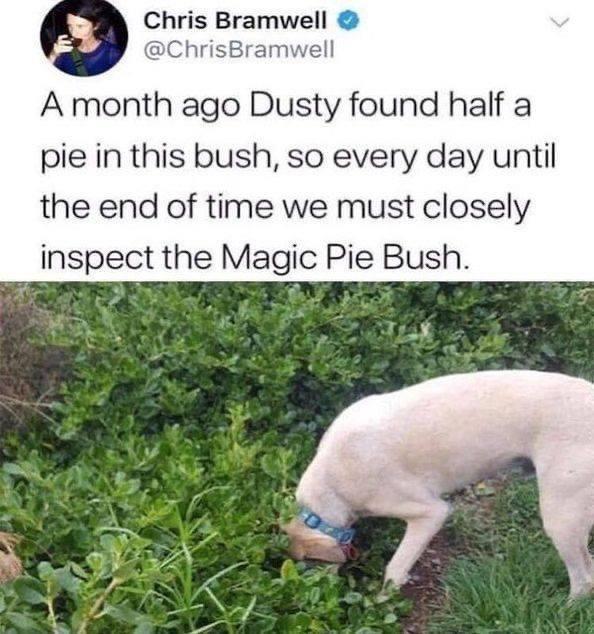 Chris Bramwell ChrisBramwell A month ago Dusty found half a pie in this bush so every day until the end of time we must closely inspect the Magic Pie Bush