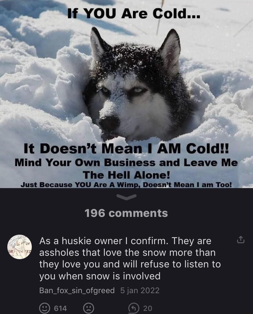 It Doesnt Mean AM Cold Mind Your Own lllsinss and Leave Me 196 comments As a huskie owner confirm They are EESUIEER GEI CIR G TR AN DR G ED LUC AR LR N ETEER NI EL RG you when snow is involved Ban_fox_sin_ofgreed 5 jan 2022