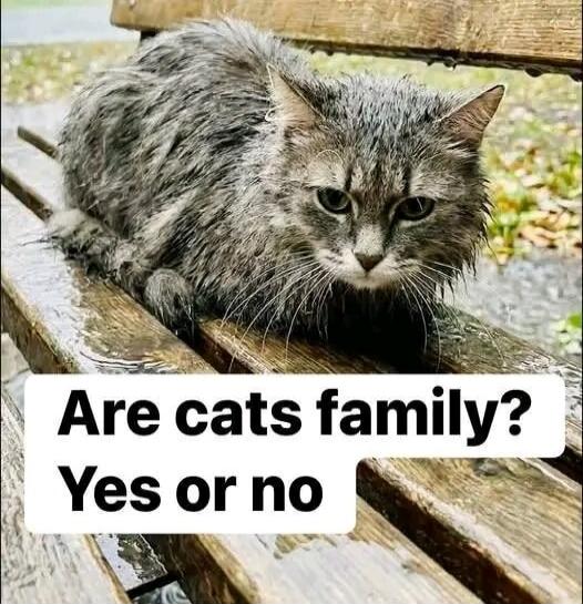 Are cats family? Yes or no
