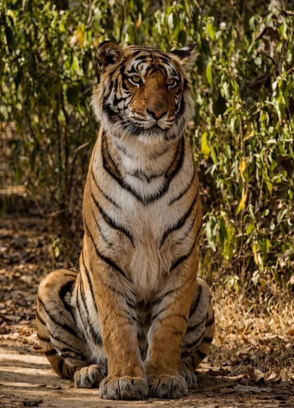 Tiger sitting on the ground among vegetation.