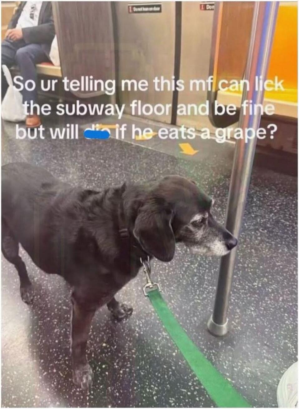 So you're telling me this motherf***er can lick the subway floor and be fine but will die if he eats a grape?
