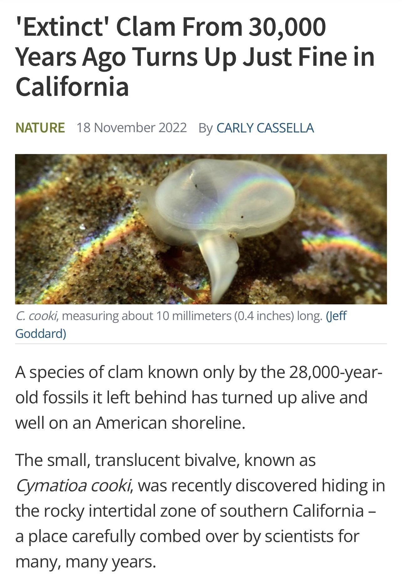 Extinct Clam From 30000 Years Ago Turns Up Just Fine in California NATURE 18 November 2022 By CARLY CASSELLA cooki measuring about 10 millmeters 04 inches long eff Goddard Aspecies of clam known only by the 28000 year old fossils it left behind has turned up alive and well on an American shoreline The small translucent bivalve known as Cymatioa cooki was recently discovered hiding in the rocky int