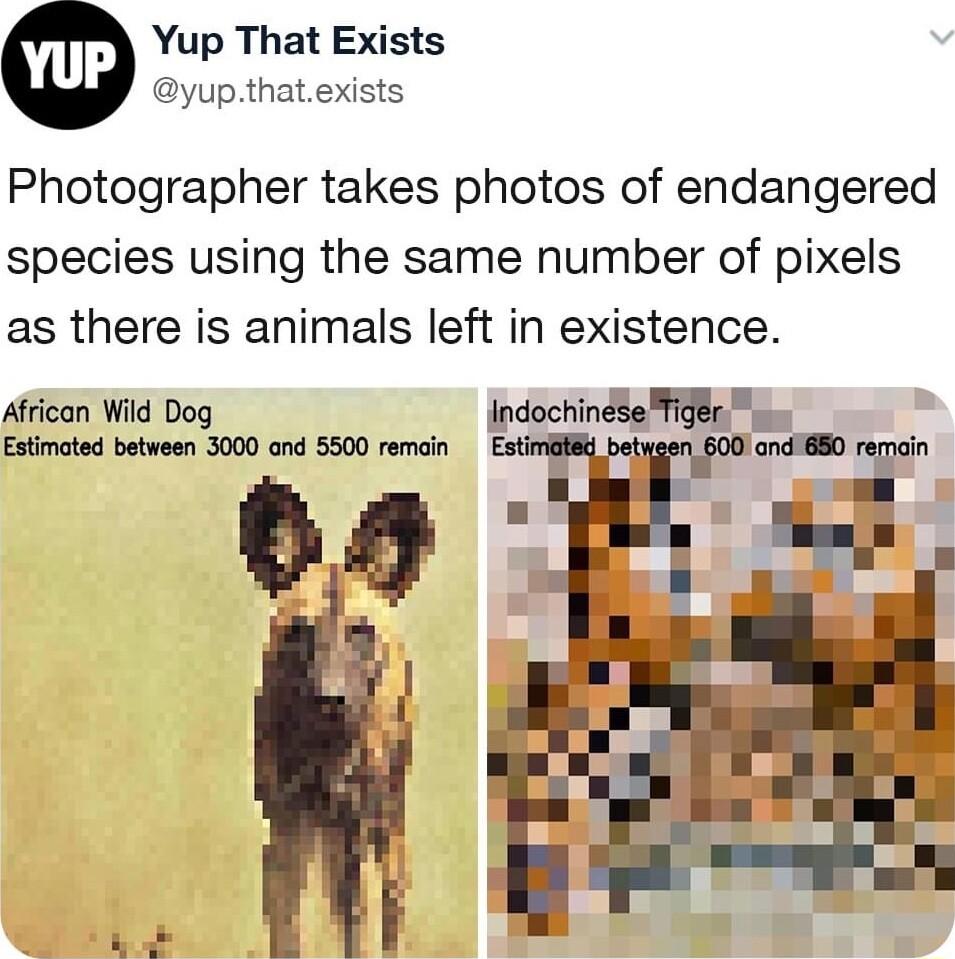 Yup That Exists Byup thatexists Photographer takes photos of endangered species using the same number of pixels as there is animals left in existence african Wid Dog Estmoted between 3000 and 5500 remoin