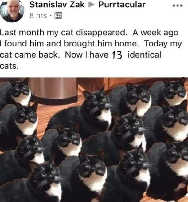 Stanislav Zak Purrtacular Last month my cat disappeared A week ago found him and brought him home Today my at came back Now have 13 identical