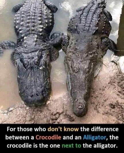 For those who don't know the difference between a Crocodile and an Alligator, the crocodile is the one next to the alligator.