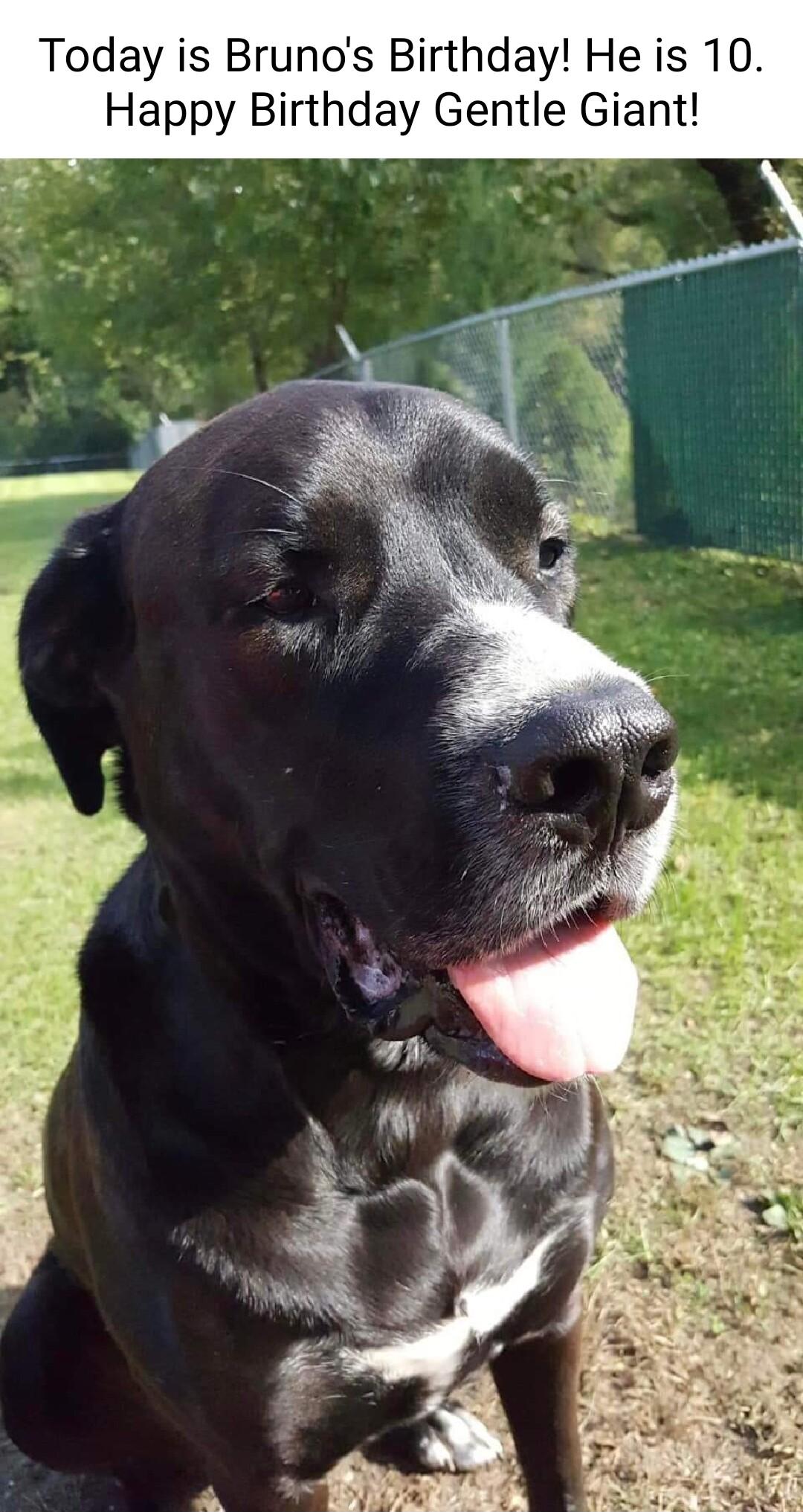 Today is Brunos Birthday He is 10 Happy Birthday Gentle Giant
