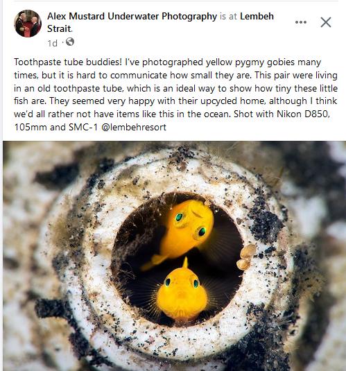 Strait X 1d Q Alex Mustard Underwater Photography is t Lembeh Toothpaste tube buddies Ive photographed yellow pygmy gobies many times but it is hard to communicate how small they are This pair were fving in an old toothpaste tube which is an ideal way to show how tiny these little fish are They seemed very happy with their upcycled home although think wed all rather not have ftems lie this in the 