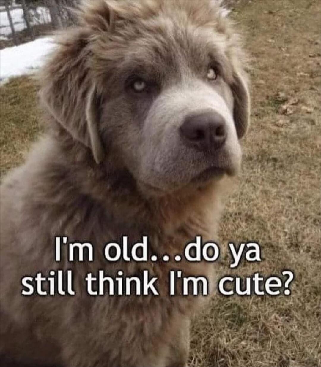 I'm old... do ya still think I'm cute?