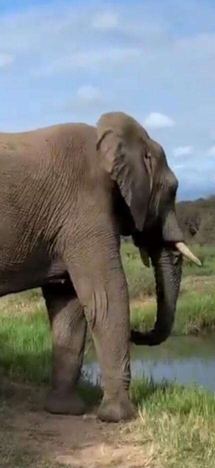 Elephant standing near a water body in a natural habitat.
