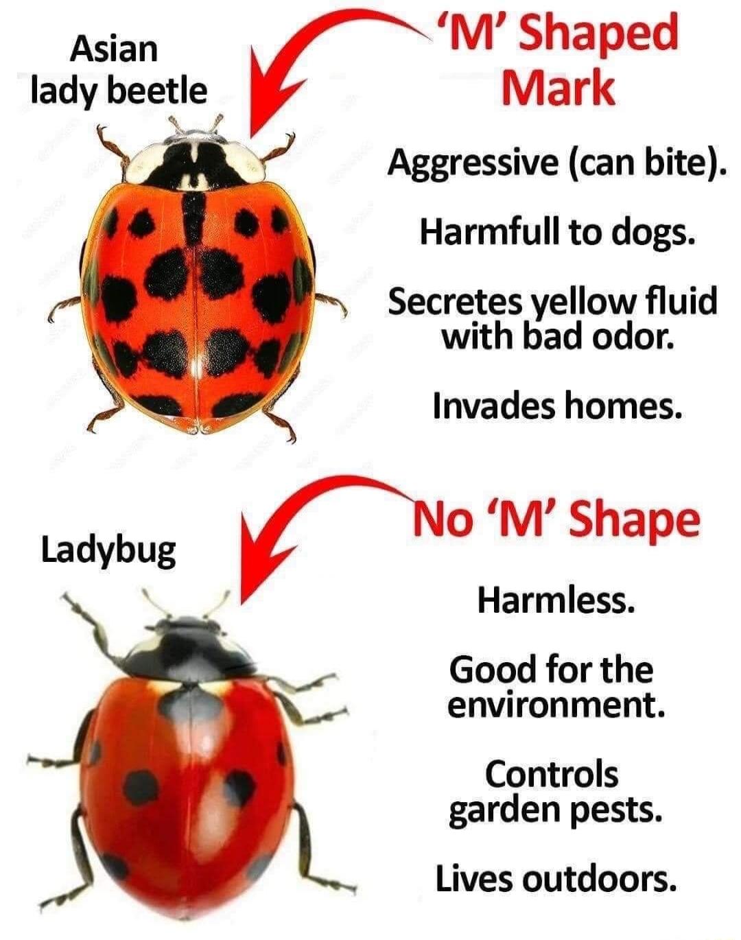 Asian w Shaped lady beetle Mark g Aggressive can bite Harmfull to dogs Secretes yellow fluid with bad odor Invades homes 4 u rNo M Shape L Harmless Good for the environment Controls garden pests Lives outdoors