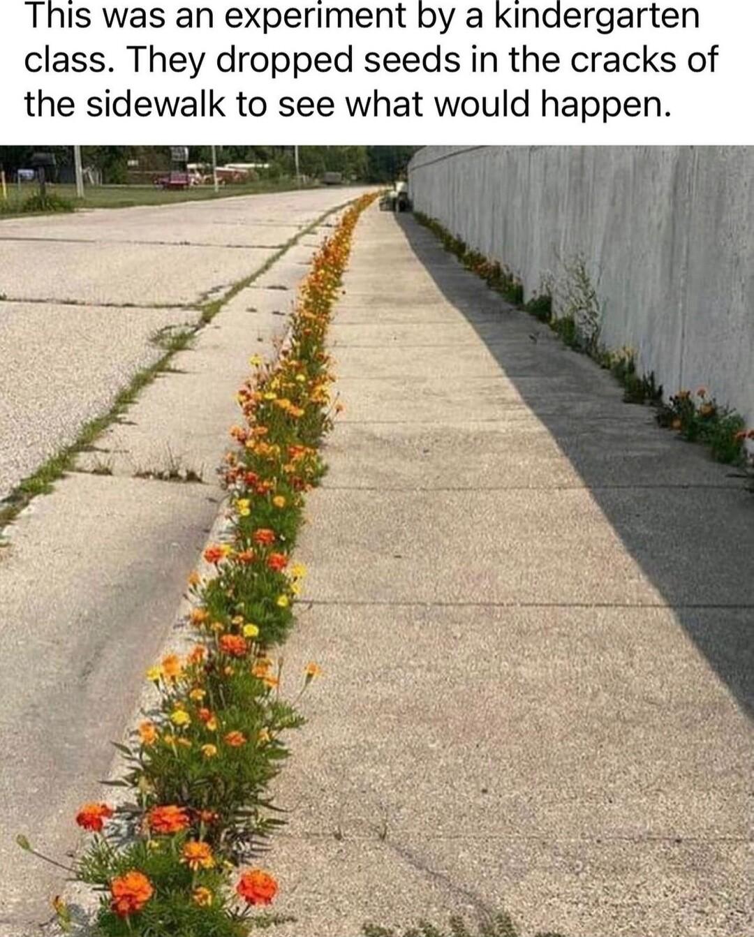 This was an experiment by a kKinaergarten class They dropped seeds in the cracks of the sidewalk to see what would happen