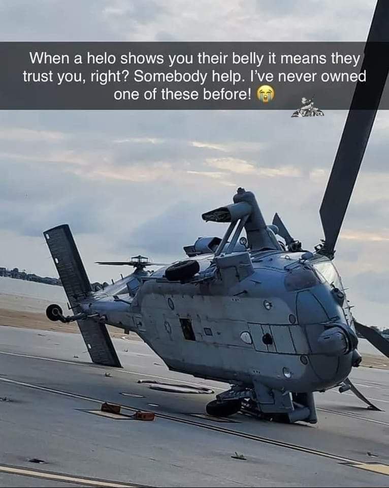 When a helo shows you their belly it means they trust you right Somebody help Ive never owned one of these beforel