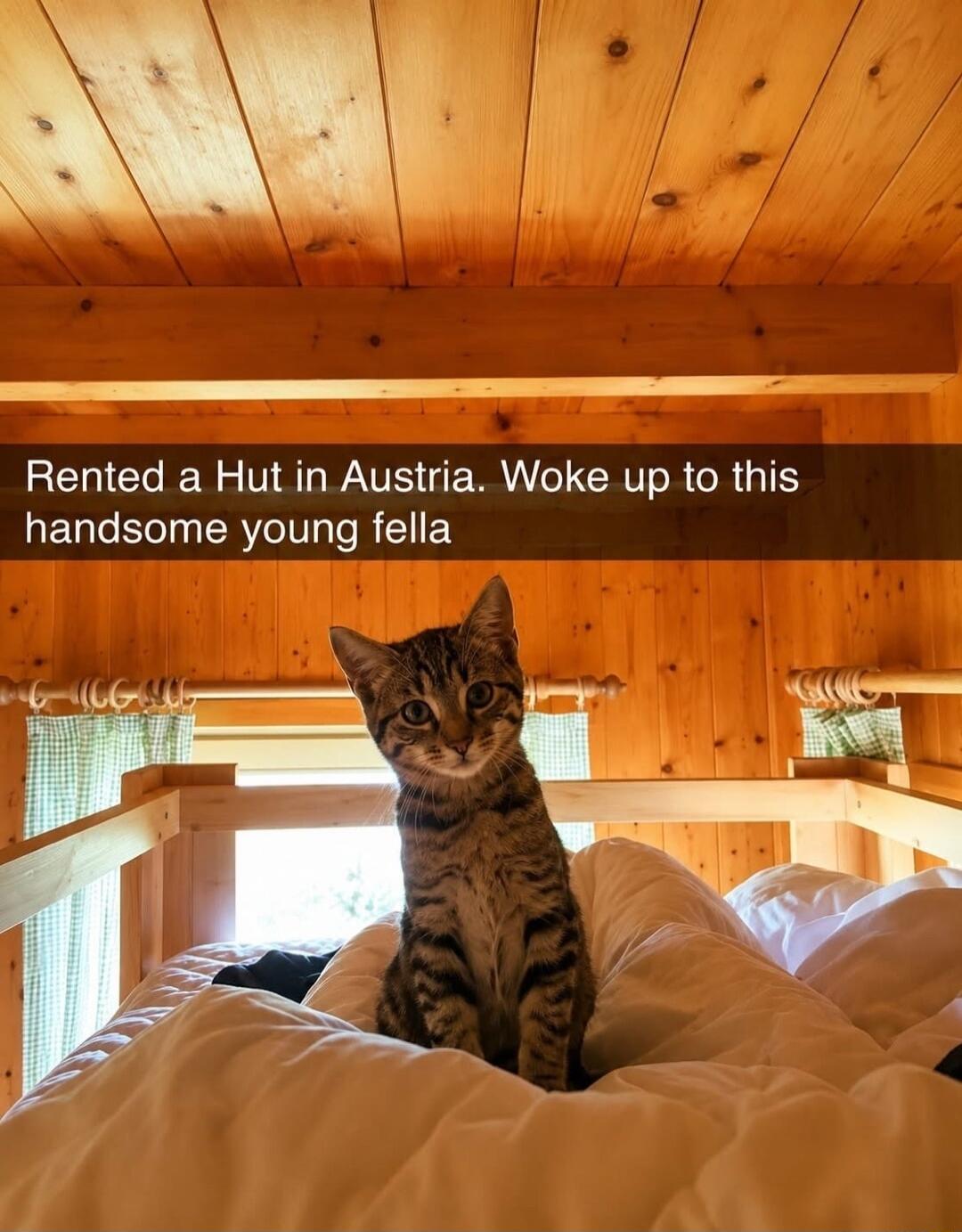 Rented a Hut in Austria. Woke up to this handsome young fella