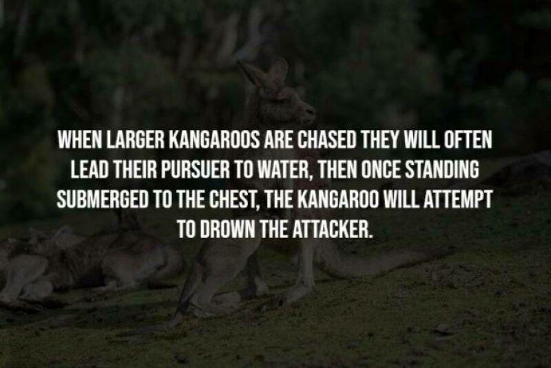 WHEN LARGER KANGAROOS ARE CHASED THEY WILL OFTEN LEAD THEIR PURSUER TO WATER THEN ONCE STANDING SUBMERGED TO THE CHEST THE KANGAROO WILL ATTEMPT TO DROWN THE ATTACKER